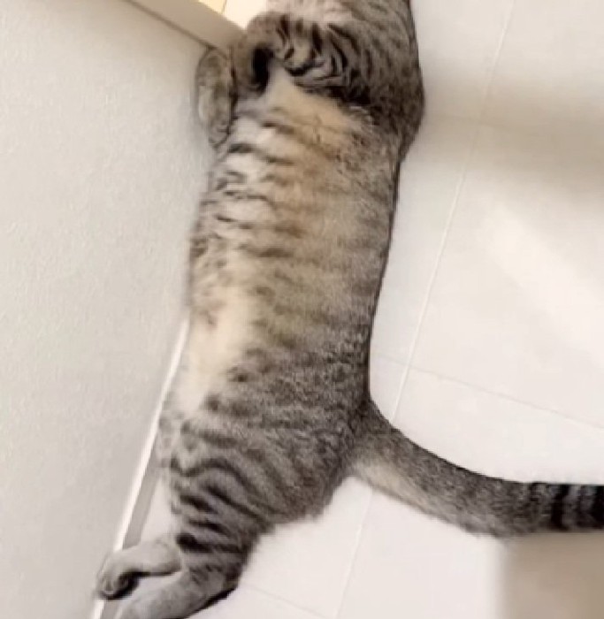 寝転がる猫