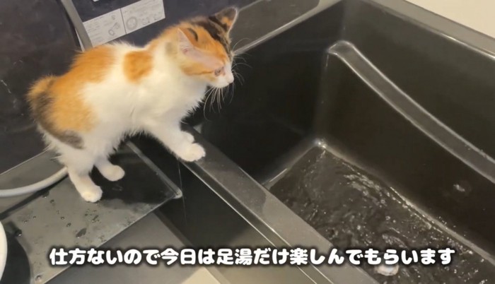 バスタブに前足をかけて覗き込む猫