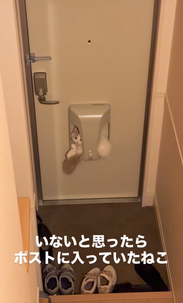 ポストの中の子猫