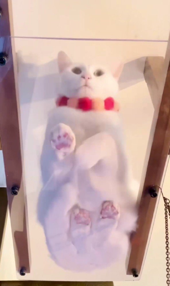 キャットウォークに座る猫