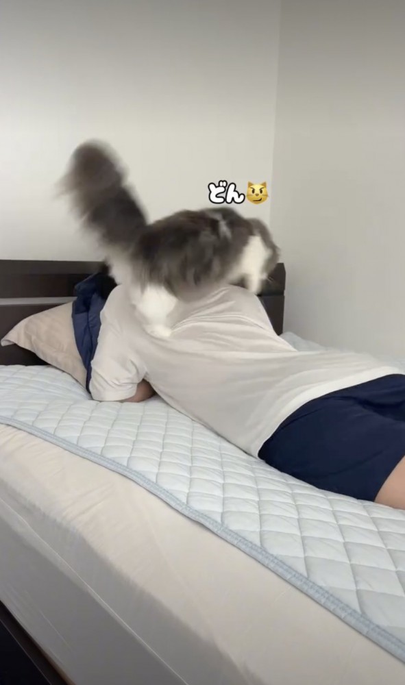 背中に乗る猫