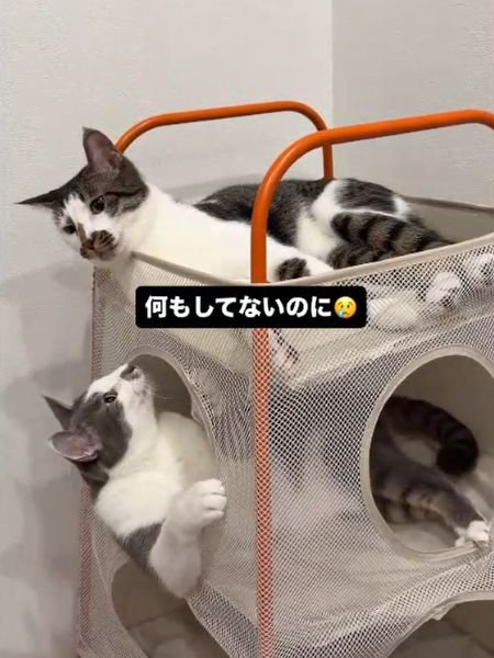 ベッドの上段で顔を前に向ける猫と下段から顔を出して上を見る猫