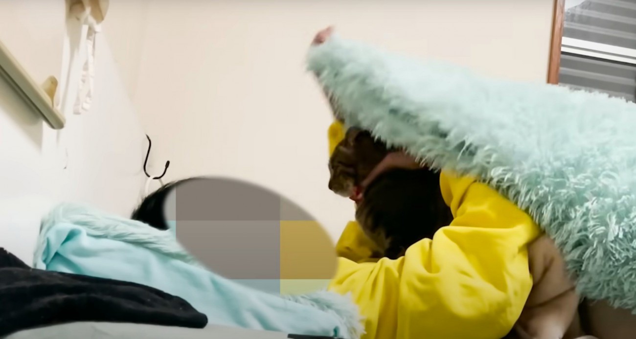 猫を布団に入れる