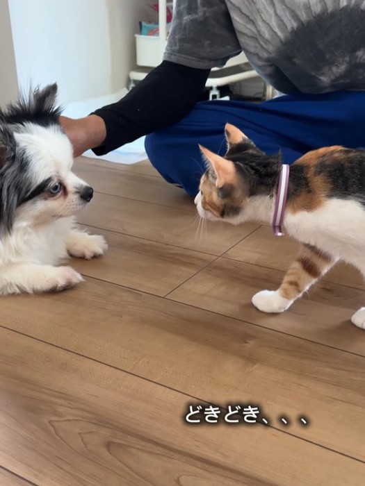 犬に近づく猫