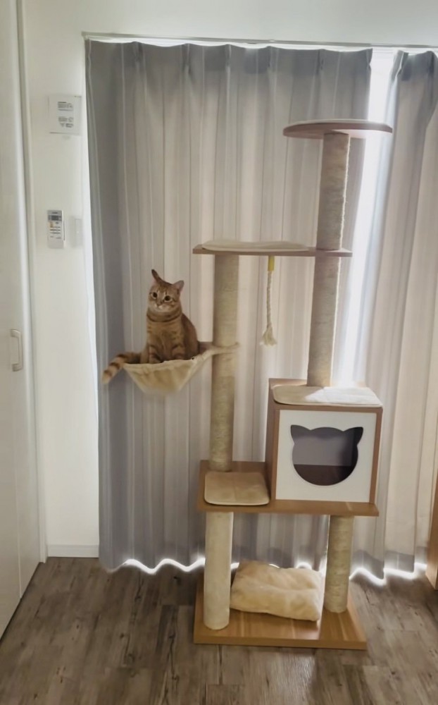 ハンモックに座る子猫