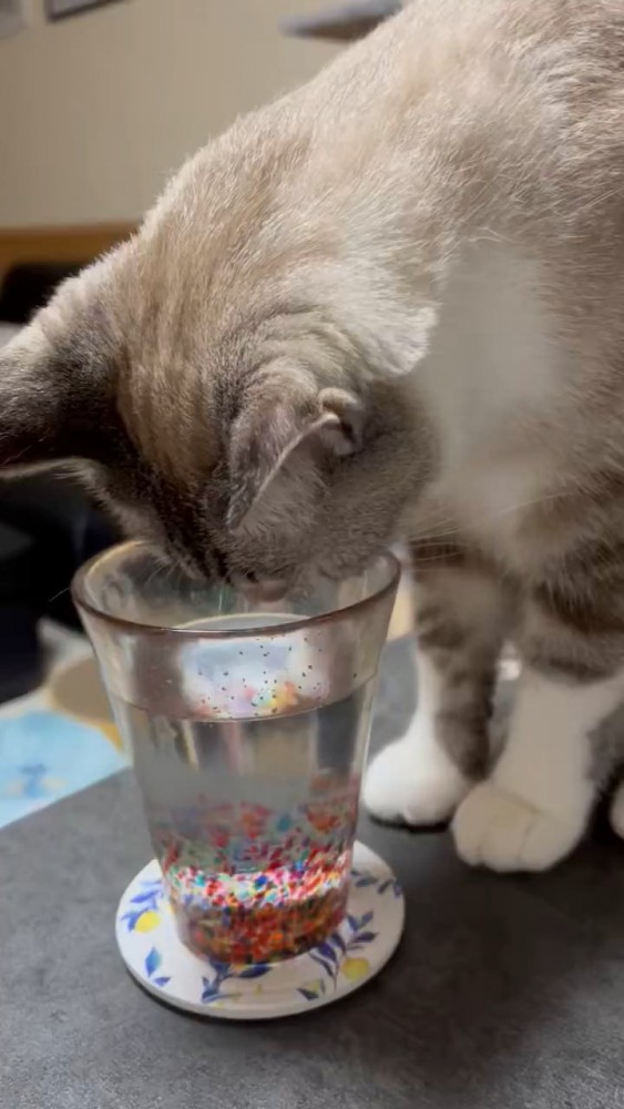 グラスをのぞく猫