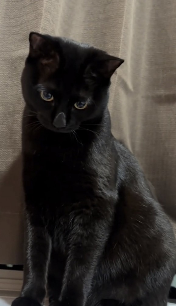 下を向いている猫の写真2