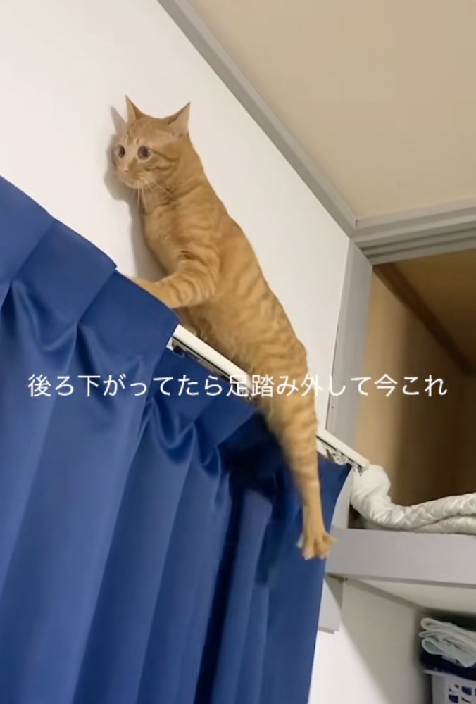 足をバタバタさせる猫