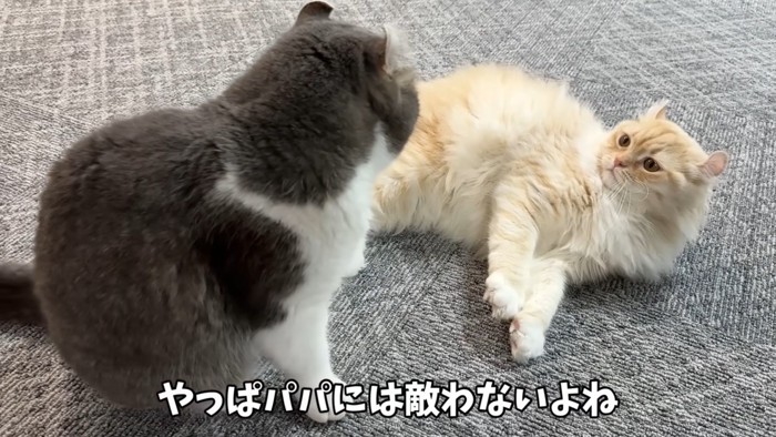 「敵わないニャ…」