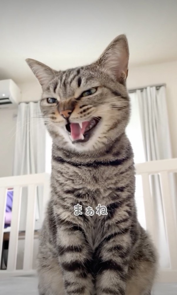 まあねと返事をする猫
