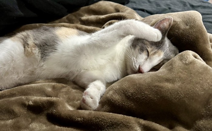 頭を触るむぎちゃん