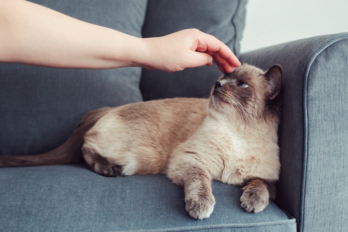 機嫌が悪そうな猫