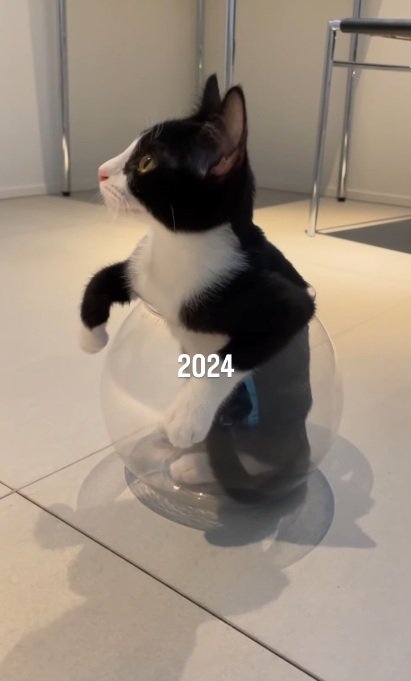 金魚鉢の中に入っているハチワレ子猫