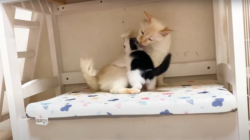 子猫の毛づくろいをするチロちゃん