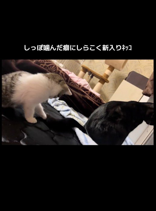 大人の猫のしっぽで遊んでいる子猫