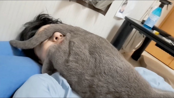 飼い主の鼻にお尻をくっつける猫