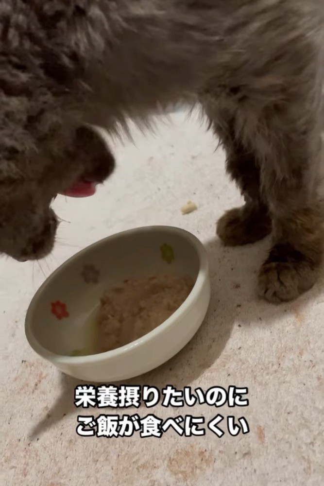 口を開ける食事中の猫