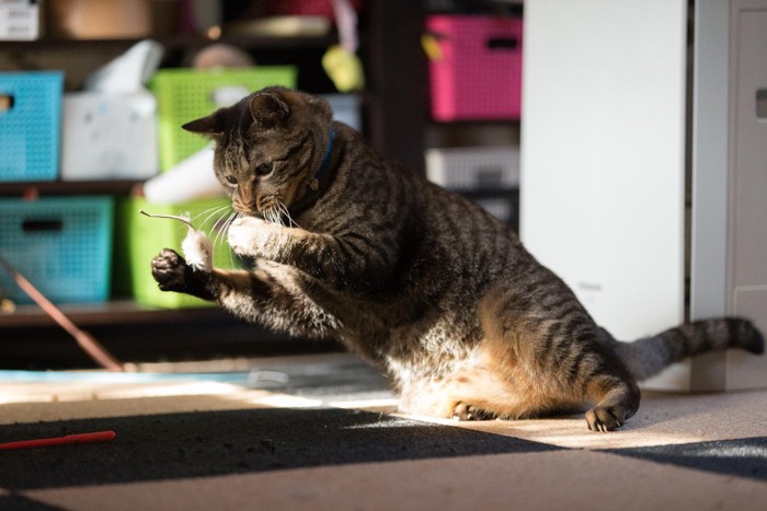 ひとり遊びをする猫