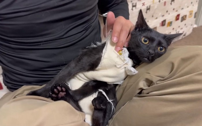 されるがままの猫