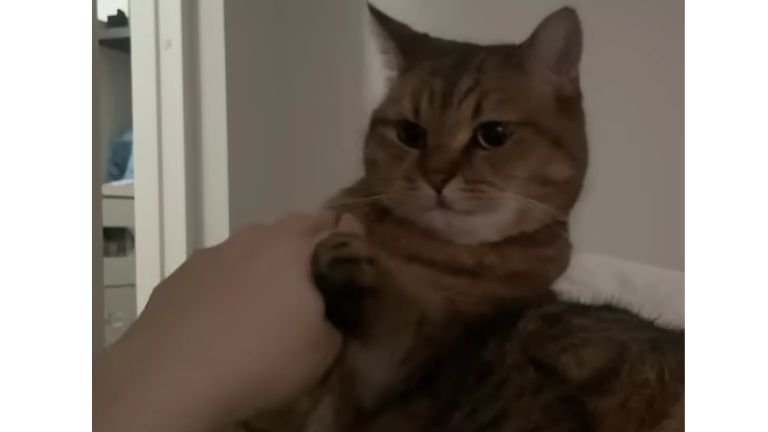 ベッドにいる猫