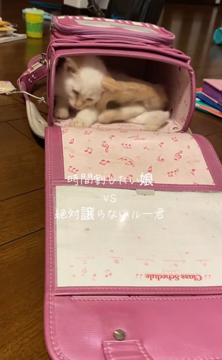 ランドセルの奥にもぐる猫