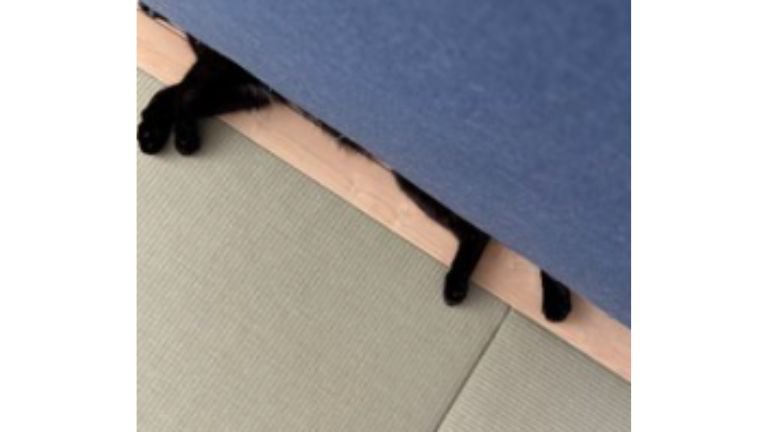ソファの下にいる猫