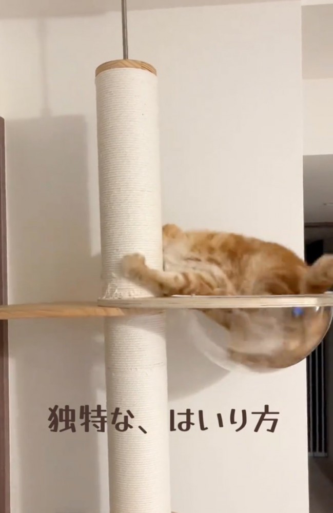 一回転する猫