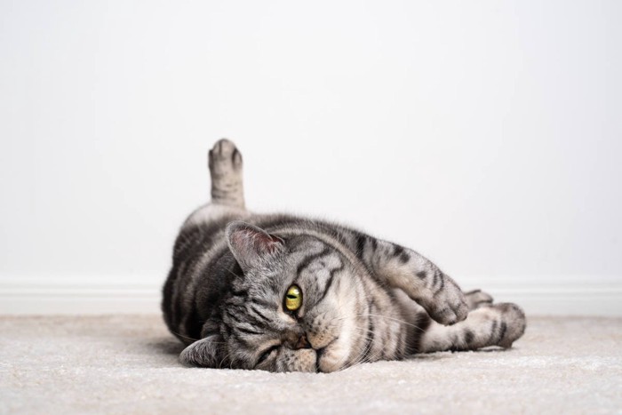 カーペットの上で寝転ぶ猫