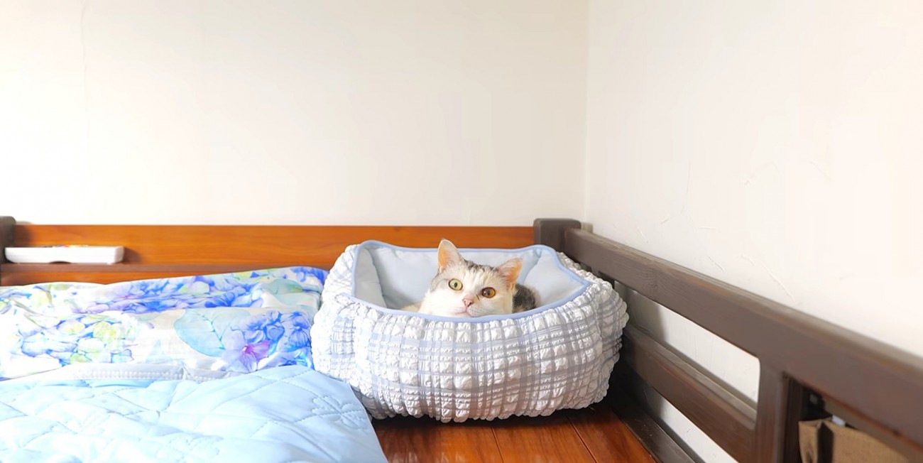 三毛猫が水色の猫用ベッドに伏せている様子