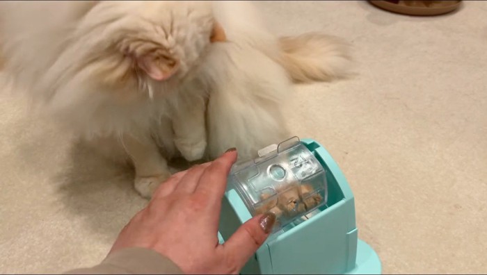 おもちゃのレバーを回してあげる飼い主