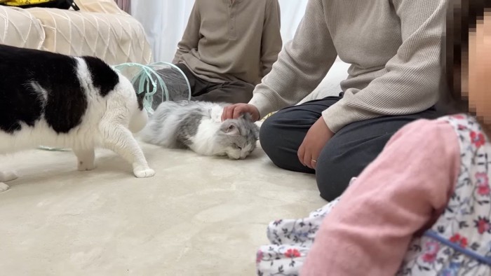 撫でてもらうしろがね丸くん