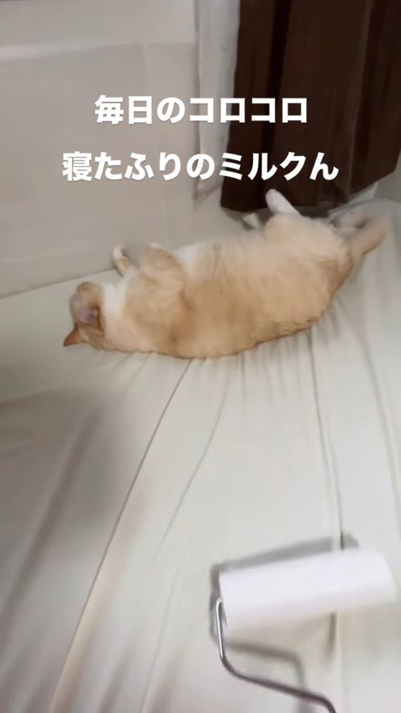 ベッドで寝る猫