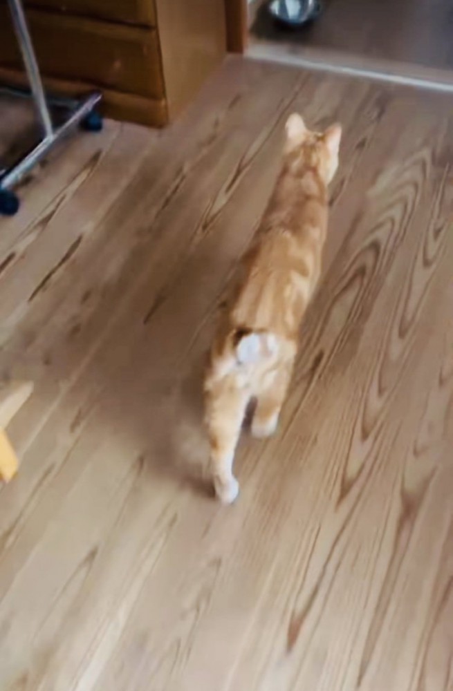 ベッドを降りて走る茶トラ猫