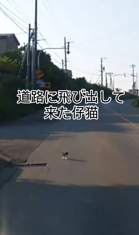 道路に飛び出す子猫