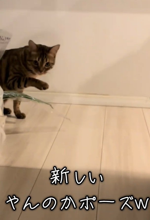 腕を舐めるとらきちちゃん