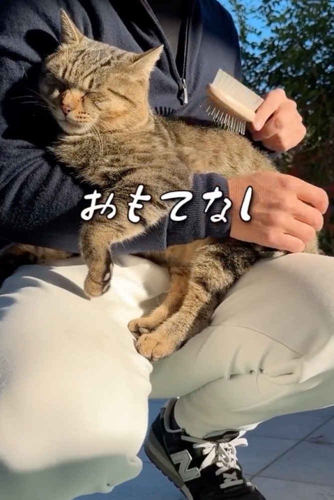 目を細める猫