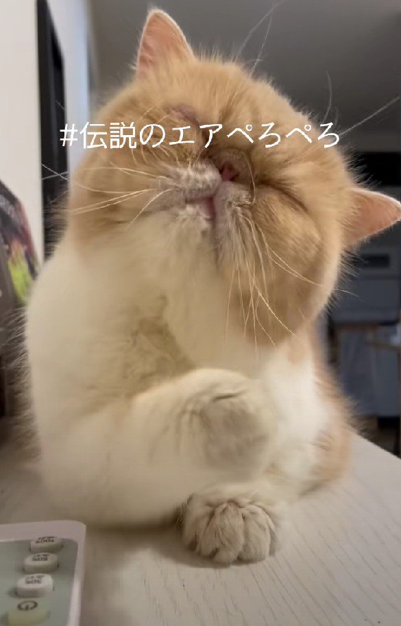 猫　毛づくろい キジ猫みーちゃんの毛づくろい。 - YouTube