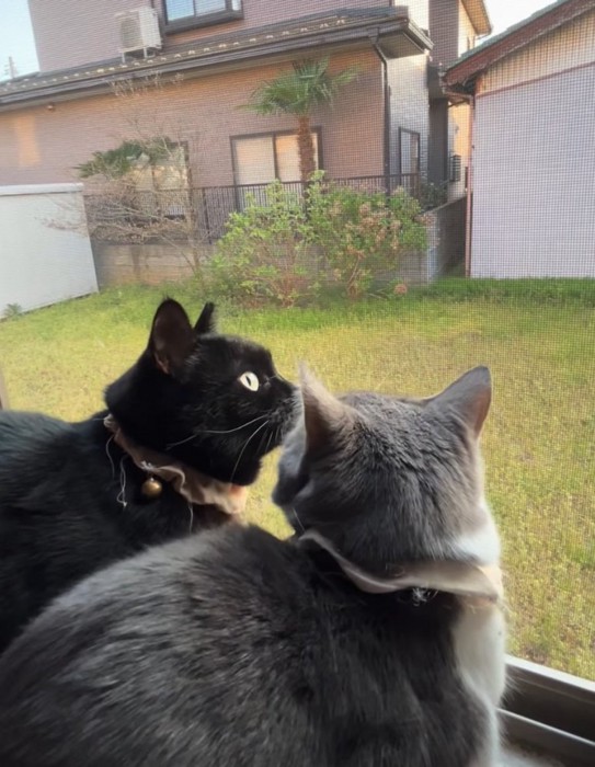勢いよく振り返る猫