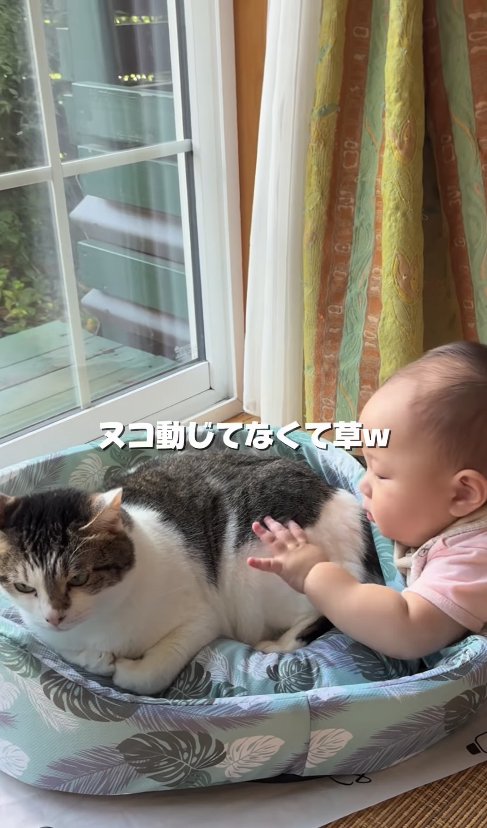 猫ベッドの中にいる猫を触る赤ちゃん