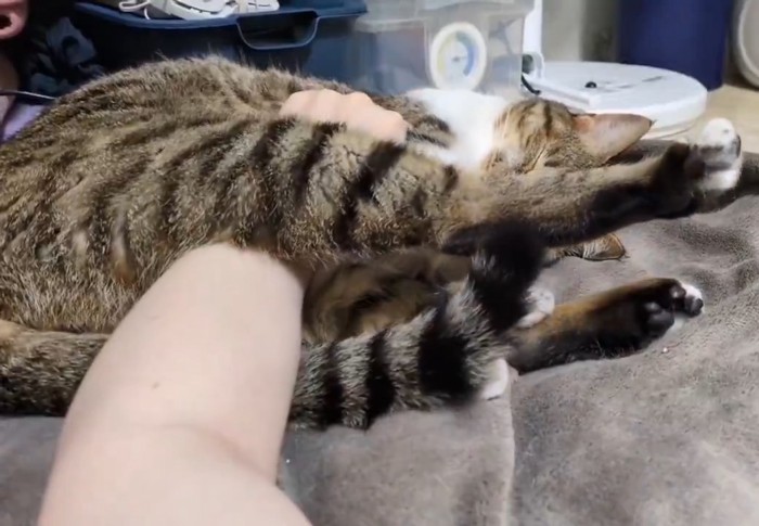 足をピーンと伸ばす猫さん