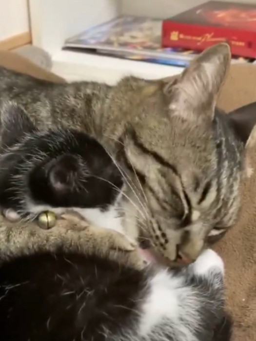 子猫を毛づくろいする猫