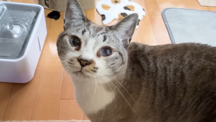 こちらを見るリノちゃん