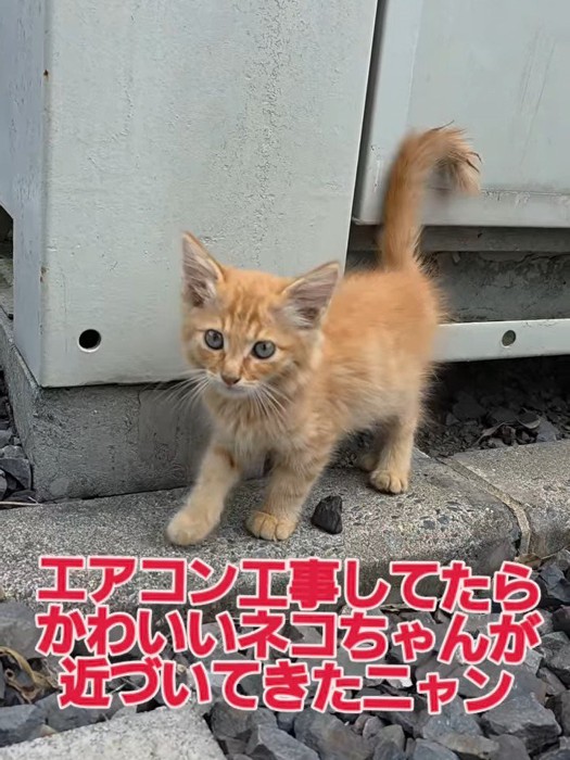 外で立っている猫