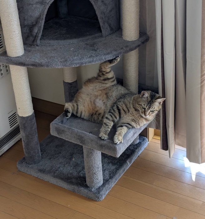 キャットタワーでくつろぐ猫