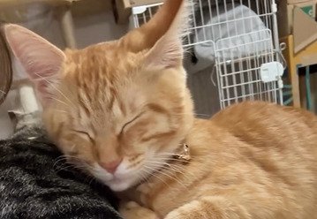 目を閉じる子猫