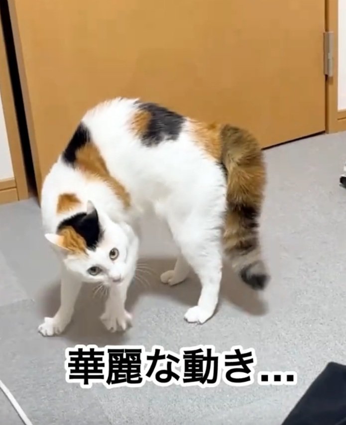やんのかする猫