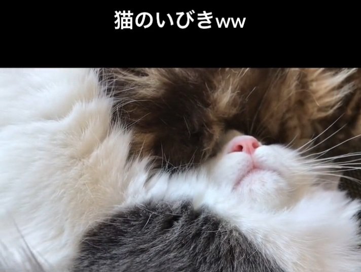 熟睡するサチちゃん