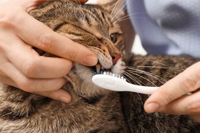 歯みがきされる猫