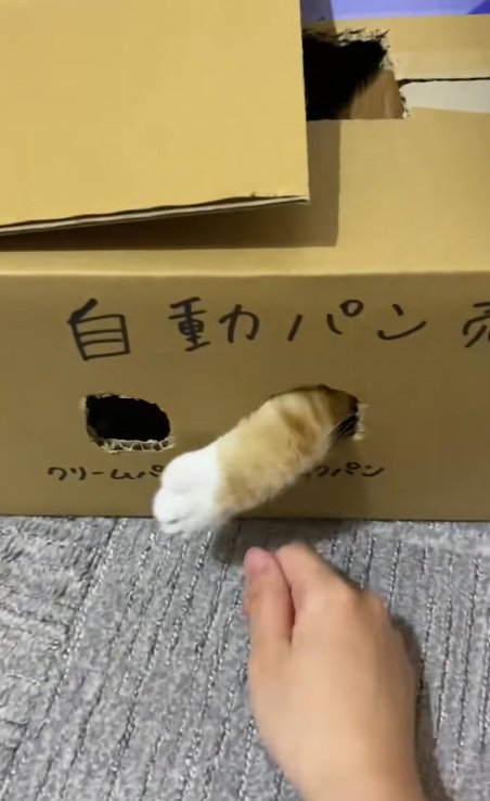 段ボールのおもちゃの穴から手を出して外を探る猫