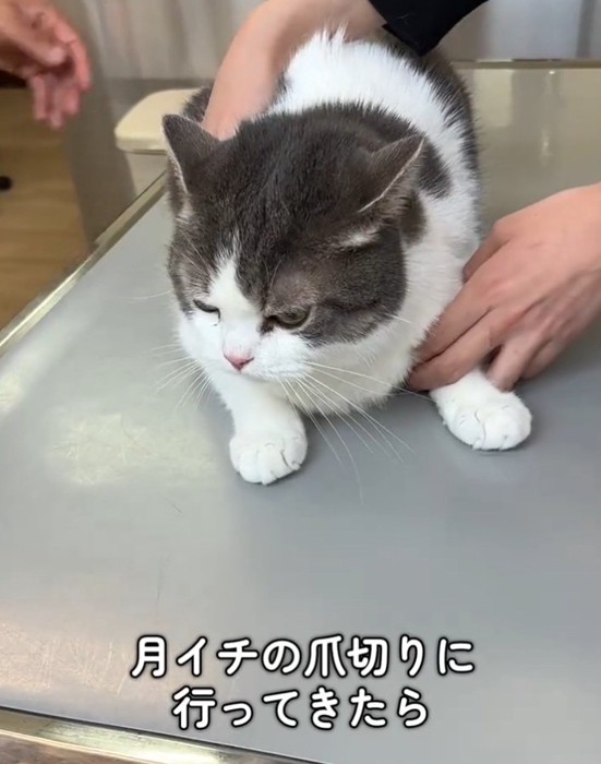 台に乗る猫